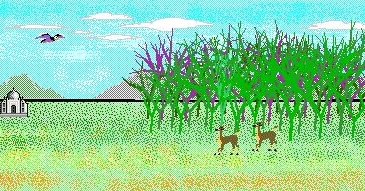 私がキッドピクスで描いた絵です(^^;)